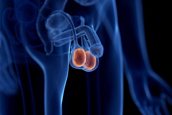 Urinary Tract and Testicular