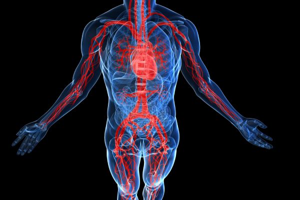 Full Vascular Doppler Scan Package