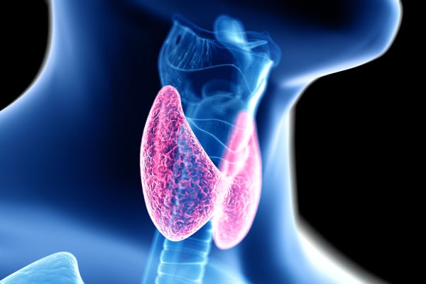 Thyroid and Neck Ultrasound