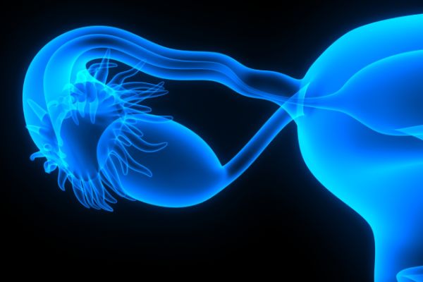Fertility Pelvic Ultrasound/Follicle Tracking/ Endometrial Lining