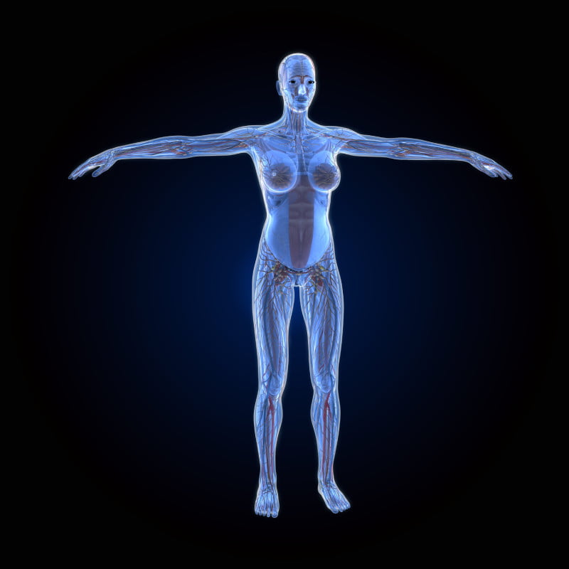 Full Body Scans