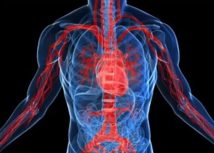 Echocardiography + Full Body Plus Ultrasound Scan